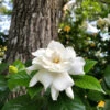 Gardenia 'Veitchii' Shrub 1 Gardenia 'Veitchii' Shrub -Nature Grove Shop Veitchii Gardenia FGT 600x600 682342a2 f824 4657 b803 57a8bc017673
