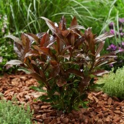 Coppertop® Sweet Viburnum Shrub 9 Coppertop® Sweet Viburnum Shrub -Nature Grove Shop Viburnum Coppertop 2