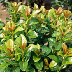 Volcano Cherry Laurel -Nature Grove Shop Volcano Laurel 3 FGT