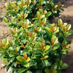 Volcano Cherry Laurel -Nature Grove Shop Volcano Laurel 4