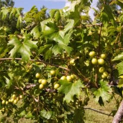 Wine Lover's Kit -Nature Grove Shop WIne Lovers Kit 2