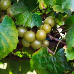 Wine Lover's Kit -Nature Grove Shop WIne Lovers Kit 3