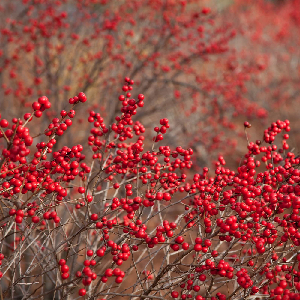 Winter Red Winterberry Holly Shrub 6 Winter Red Winterberry Holly Shrub - Image 4