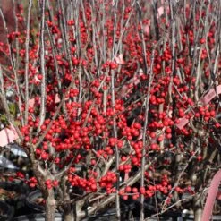 Winter Red Winterberry Holly Shrub 14 Winter Red Winterberry Holly Shrub -Nature Grove Shop WInter Red winterberry 3G