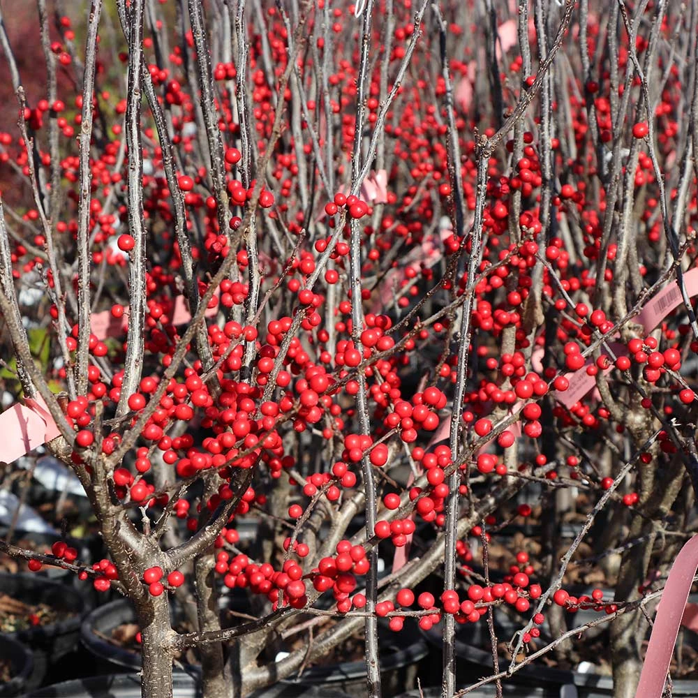 Winter Red Winterberry Holly Shrub 8 Winter Red Winterberry Holly Shrub - Image 6