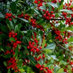 Winter Red Winterberry Holly Shrub 11 Winter Red Winterberry Holly Shrub -Nature Grove Shop WInter Red winterberry 6