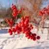 Winter Red Winterberry Holly Shrub -Nature Grove Shop WInter Red winterberry FGT 600x600 001b38bb 63bf 457e 9a8b 139728ed43c5