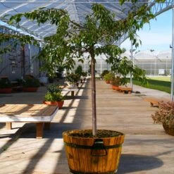 Weeping Extraordinaire™ Cherry Tree -Nature Grove Shop Weeping Extraordinaire Cherry 1