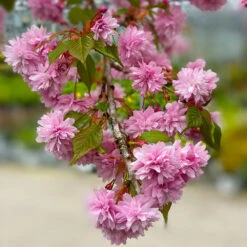 Weeping Extraordinaire™ Cherry Tree -Nature Grove Shop Weeping Extraordinaire Cherry 2