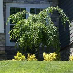 Weeping Extraordinaire™ Cherry Tree -Nature Grove Shop Weeping Extraordinaire Cherry 4