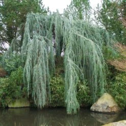 Weeping Blue Atlas Cedar Tree -Nature Grove Shop Weeping Blue atlas Cedar 1