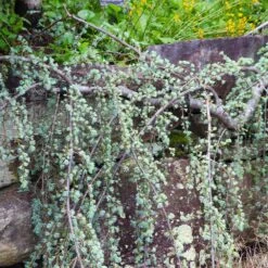 Weeping Blue Atlas Cedar Tree -Nature Grove Shop Weeping Blue atlas Cedar 5 FGT