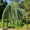 Weeping Blue Atlas Cedar Tree -Nature Grove Shop Weeping Blue atlas Cedar FGT 600x600 620d59be 203f 4004 b56d 59c520d54305
