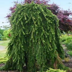 Weeping Norway Spruce Tree -Nature Grove Shop Weeping Norway SPruce 2