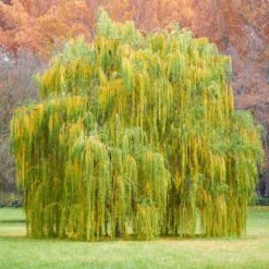 Weeping Willow 11 Weeping Willow -Nature Grove Shop Weeping Willow 11 FGT
