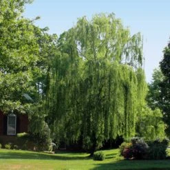 Weeping Willow 10 Weeping Willow -Nature Grove Shop Weeping Willow 2 FGT