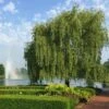 Weeping Willow -Nature Grove Shop Weeping Willow FGT 600x600 b02e8bcf 24b9 48b6 9038 817ddd25cb18