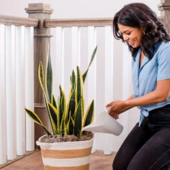 Air-Purifying House Plant Kit 16 Air-Purifying House Plant Kit -Nature Grove Shop Whie Watering Can 2 af5196b4 a77c 4b15 b895 8aae9ad1b861