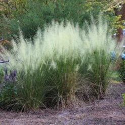 White Cloud Muhly Grass 8 White Cloud Muhly Grass -Nature Grove Shop White Cloud Muhly Grass 4 FGT