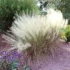 White Cloud Muhly Grass 2 White Cloud Muhly Grass -Nature Grove Shop White Cloud Muhly Grass FGT 600x600 d8a1f48b 237f 4352 8030 fb79a8192b80