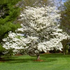 White Dogwood -Nature Grove Shop White Dogwood 7 FGT