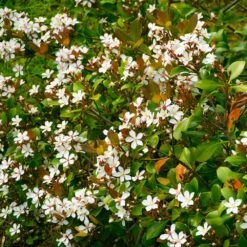 Snow White Indian Hawthorn Shrub -Nature Grove Shop White Indian Hawthorn 1