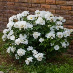 White Knock Out® Rose -Nature Grove Shop White Knockout Rose 4