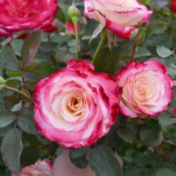 White Lies™ Rose Shrub -Nature Grove Shop White Lies Rose 2