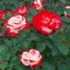 White Lies™ Rose Shrub -Nature Grove Shop White Lies Rose FGT 600x600 ad66844f 0e26 4de5 81c1 d75d4dec16f7