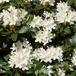 White Rhododendron 7 White Rhododendron -Nature Grove Shop White Rhododendron 2 FGT
