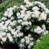White Rhododendron -Nature Grove Shop White Rhododendron FGT 600x600 2e6f5762 d561 4abf be22 376d963cbe0f
