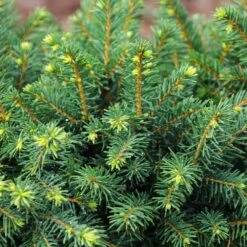 White Spruce Tree -Nature Grove Shop White Spruce Tree 3 FGT