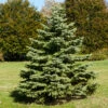 White Spruce Tree -Nature Grove Shop White Spruce Tree FGT 600x600 3b8f2baa 581d 4a29 9f38 25d68bbf5905