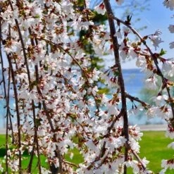 White Weeping Cherry Tree -Nature Grove Shop White Weeping Cherry 3 FGT