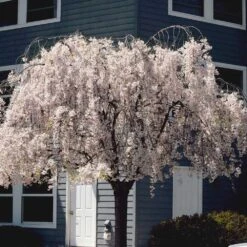 White Weeping Cherry Tree -Nature Grove Shop White Weeping Cherry 6