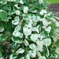 Whitewater Redbud Tree 8 Whitewater Redbud Tree -Nature Grove Shop Whitewater Redbud 2