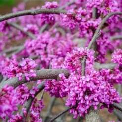 Whitewater Redbud Tree 9 Whitewater Redbud Tree -Nature Grove Shop Whitewater Redbud 3