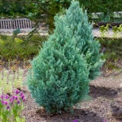 Juniper 'Wichita Blue' Tree -Nature Grove Shop Wichita Blue Juniper 4