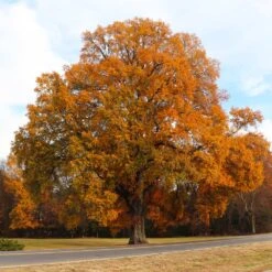 Willow Oak Tree -Nature Grove Shop Willow Oak 4