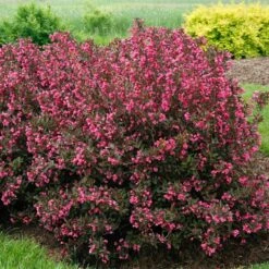 Wine & Roses® Weigela Shrub 9 Wine & Roses® Weigela Shrub -Nature Grove Shop Wine and Roses Weigela 2 FGT
