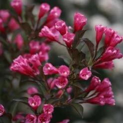 Wine & Roses® Weigela Shrub 10 Wine & Roses® Weigela Shrub -Nature Grove Shop Wine and Roses Weigela 3 FGT