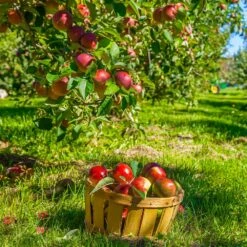 Winesap Apple Tree -Nature Grove Shop Winesap Apples 1