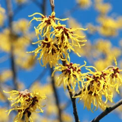 Common Witch Hazel Shrub -Nature Grove Shop Witch Hazel 1