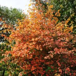 Common Witch Hazel Shrub -Nature Grove Shop Witch Hazel 7