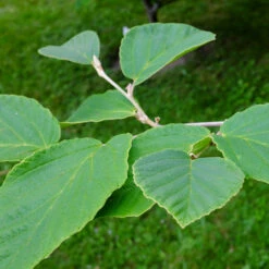 Diane Witch Hazel Shrub 10 Diane Witch Hazel Shrub -Nature Grove Shop Witch Hazel Diane 2