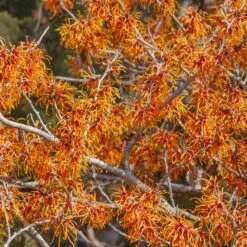 Jelena Witch Hazel Shrub 12 Jelena Witch Hazel Shrub -Nature Grove Shop Witch Hazel Jelena 1
