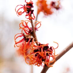 Jelena Witch Hazel Shrub 11 Jelena Witch Hazel Shrub -Nature Grove Shop Witch Hazel Jelena 2