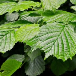 Jelena Witch Hazel Shrub 13 Jelena Witch Hazel Shrub -Nature Grove Shop Witch Hazel Jelena 4