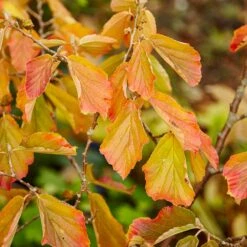 Jelena Witch Hazel Shrub 14 Jelena Witch Hazel Shrub -Nature Grove Shop Witch Hazel Jelena 5