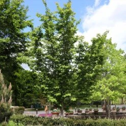 Jelena Witch Hazel Shrub 15 Jelena Witch Hazel Shrub -Nature Grove Shop Witch Hazel Jelena 6